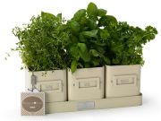 Herb Pots In A Tray